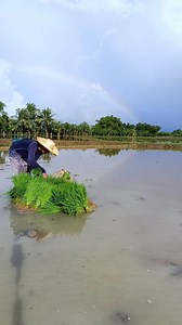 17 reactions · 16 shares | Ready for planting na ang punla #farmers #agriculture #farming #farmer #farm #farmlife #tractor #farmersmarket #india #farmerlife #organic #farmerslife #nature #agriculturelife #food #agri #farmersprotest #harvest #tractors #agro #agribusiness #horticulture #organicfarming #farminglife #FarmSuccess #pilapil #farmerslife #farmers #agriculture #farming | Glen M Ibanez | Facebook