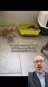 No one warns cat owners about the real dangers hiding behind “normal” cat behavior. After 30 years in top clinics, I’ve seen how small signs can lead to serious health issues. These 5 red flags could save your cat’s life—if you catch them in time. #CatHealth #HealthyCats #CatCareTips #CatNutrition #CatBehavior | Curapelos