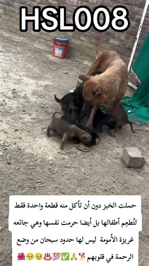 HSLقلب الأم حقيقه لا ينبض إلا لصغارها هل رأيت رحمة أعمق من هذه🥺🐕🥹♨️💯🙏✅🌹🌻
