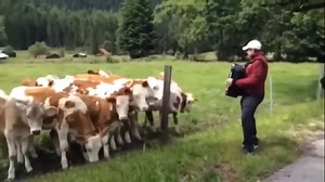 WATCH AS COWS COME TO LISTEN TO THE INTERESTING SOUNDS CALLED MUSIC, SHOWING THEY ARE NOT "DUMB ANIMALS" AT ALL...and later in the video you sees other species that react to the lovely vibrations that come from the melodic music played for them...the more we realize that all species, including ours, have so much in common, the more we will come to understand we are here to care for them, not harm them...they are like our brothers in sisters in different bodies with fur, feathers and other casing