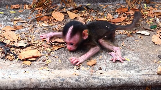 43K views · 1.1K reactions | Update New Action Unbelievable! Pooorest Newborn Baby Why Mom Do This To New Baby | Monkey Video | Facebook