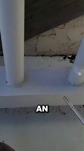 He Gets Paid $300 an Hour to Find What You Can’t See | termites