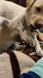 74 reactions · 7 comments | #pug #lab #petlovers #dog #pugpuppy #labradoodle | Simranjit Kaur Gill | Facebook