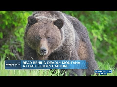 Grizzly bear behind deadly Montana attack eludes capture