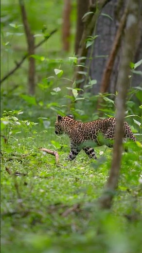 The Real Sound of the Wild | Kabini Animals