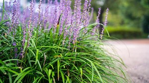 How To Grow And Care For Liriope - Bunnings New Zealand