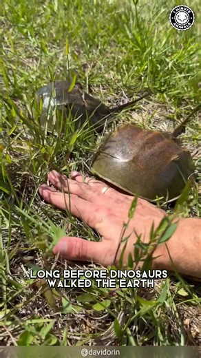 52K views · 2.6K reactions | Horseshoe Crab 呂 OLDER Than Dinosaurs?! | 1 Minute Animals This armored sea creature hasn’t changed in over 450 million years. Its blood is blue. And its design? Pure survival. #HorseshoeCrab #LivingFossil #MarineLife #OceanLife #Crab #1mintueanimals | 1 Minute Animals | Facebook