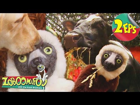 Can You Feel It? + Bovine | Zoboomafoo - Double Feature | Full Episodes 53 + 54