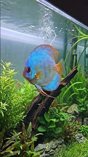 The Majestic King of the Aquarium: Stunning Discus! #DiscusFish #AquariumLovers #ExoticFish