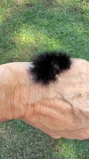4.8K views · 93 reactions | We had hopes we had found a woolly bear...