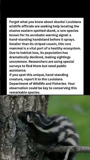 The Handstanding Skunk is Real, and Louisiana Needs You. #wildlife #facts #shorts