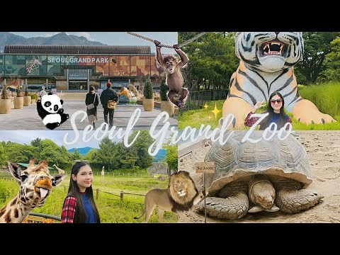 A Wild Adventure in South Korea's Largest Zoo 🐢🐣 || Seoul grand park ZOO 🦥🐯 || ‎@sujoonivlog4278