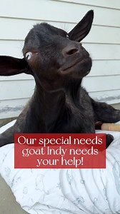 Indy is such a special little goat. Despite being born with deformities of her hind legs and pelvis, she is so bold, spicy, and determined. Nothing stops her from living her life to the fullest. Indy uses a wheelchair to help her move through life and unfortunately her current wheelchair is 2 years old and has broken in multiple places making it unstable. As you can see from the video it’s no longer safe for her to use this wheelchair. In addition to it being unsafe, she has outgrown the chair s