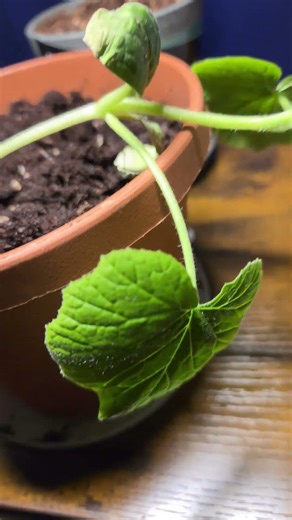 pumpkin plant update