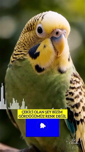 Gözün Görmediği Aşk: Muhabbet Kuşları 😱 #MuhabbetKuşu #Budgie