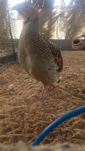 teaser animals #Teetar #youtubeshorts #video