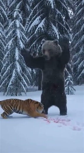 Bear vs Tiger: The Ultimate Showdown in the Snow! 🐻🐯