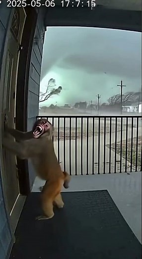 Monkey Screams for Help as Tornado Rips the Door Open 🐒💨😭
