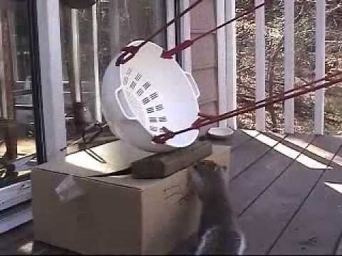 How to get rid of Squirrels