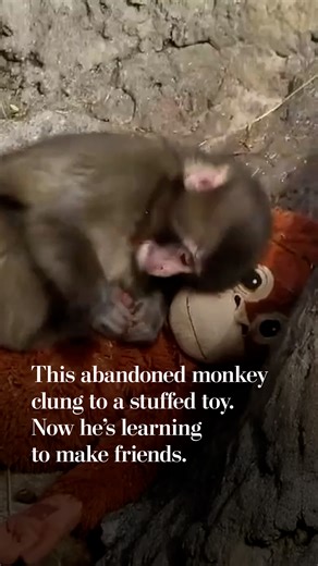 A young, abandoned monkey named Punch went viral this month after he was filmed clinging to the stuffed toy that he had been given as a "surrogate mother." Now, Punch is gradually building up his social skills. He's been spotted climbing on another monkey's back, and according to the Ichikawa Zoo and local media he has been embraced by an older monkey, a sign that he is on his way to social acceptance. | Washington Post
