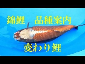 錦鯉品種案内 変わり鯉