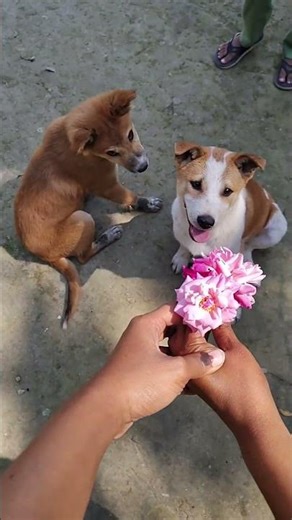 কুকুর।#dogs #dogshorts #dogsvideo #animals #animallovers #shorts #viral #viralvideo #yt #desidog