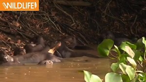 Do you identify the species? . . #otters #species #animals #Punjab #speciesawareness #wildlifeplanet #WildSpecies #bioindicator #EcosystemHealth #fyp #foryoupage #fyp #views #viewsreels | Punjab Wildlife and Parks Department