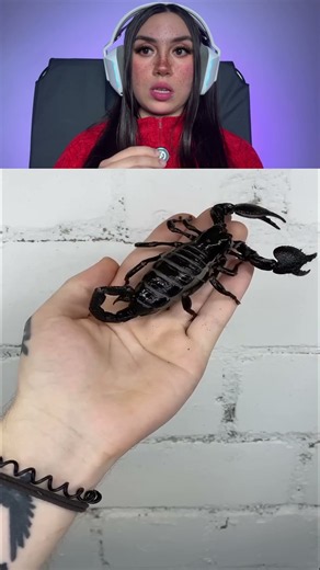 Invertebrates are incredible IB @InsecthausTV