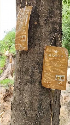 Injecting Life into Trees 🌳 | Eco-Friendly Tree Treatment for Survival & Growth