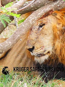 Male Lion Dying After a Fierce territory Fight.....sad sad days these were for the S26 male lion coalition.., #reelsviralシ #reelsviralfb #reelsfypシ #reelsfacebook #reelschallenge #viralreelschallenge #virals #viralreelsfacebook #shortsvideos #shorts #shortsviral #wildlifeplanet #wildlife #wildlifephotography #naturelovers #nature #naturephotography #animals #explorereels | Kruger Safari And Beyond