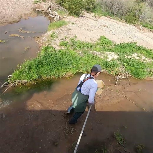 Using a dip net to catch native fish