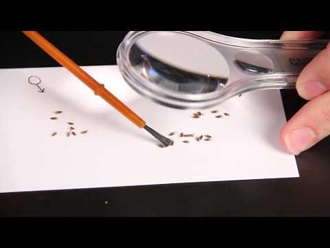 Carolina FlyNap® Fly Anesthetizer