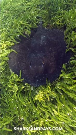 Spotted Stingaree sleeping on a bed of algae