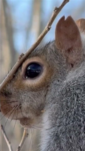 Squirrel in Bushnell park, Hartford, CT , #winter, #animal