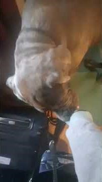 dog learns place command for the first time