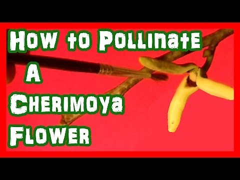 How to Pollinate Cherimoya Flowers by Steve Newkirk