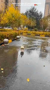 A duck lost in the rain was luckily adopted by a family  #Animals #recuseAnimals #AnimalLovers #PetTok #FunnyAnimals | 푩풐풐 | Facebook