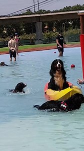 Un parc aquatique spécialement créé pour nos toutous ! 🐶🐳 | Zoomalia