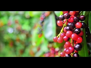 Bignay | Wild Edible