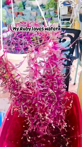 Ruby Necklace ❤️ #fb #fbreelsfypシ゚ #plants #fblifestyle #succulents #plantlover #fbreelsfypシ゚ | CorysGarden