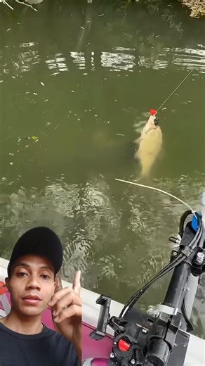 A large catfish grabbed the bait right before his eyes #fishing #catfish #fishingbait #shorts