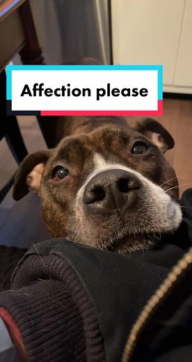 Piper and Zeno on TikTok