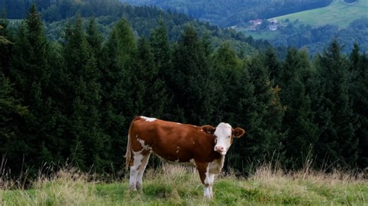 Cow, Beef, Pasture. Free Stock Video