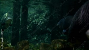 Arapaima (Arapaima gigas) is a large, close-up photograph. Swim slowly Show off your beauty with black-red scales. With the size of a huge body. Make this fish look awesome horrible.