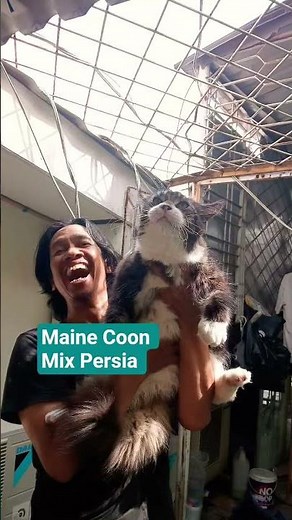 Maine Coon mix Persia #mainecoon