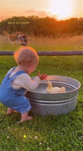 What Happens When a Baby Meets Ducklings?
