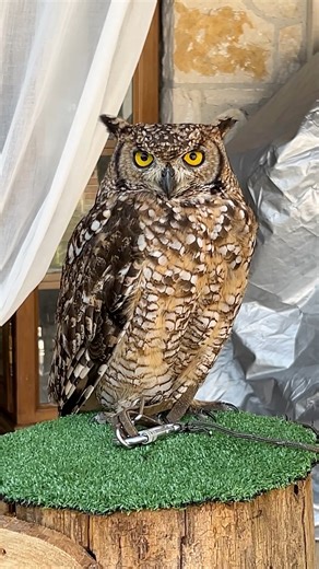 3.4K views · 39 reactions | Looking for things to do nearby? ☕️黎Let’s explore Isola Vicentina, a nice town nested in the hills, about 30 minutes from Caserma Ederle. For fun activities and local attractions, be sure to visit the Out and About section of The Garrison Outlook page www.army.mil/italy and our Cultural Connections page https://home.army.mil/italy/about/Garrison/public-affairs/cc | U.S. Army Garrison Italy | Facebook