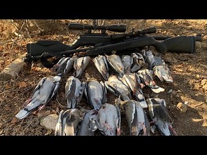 Gamo Black Bear IGT de Nitro Pistón en acción///