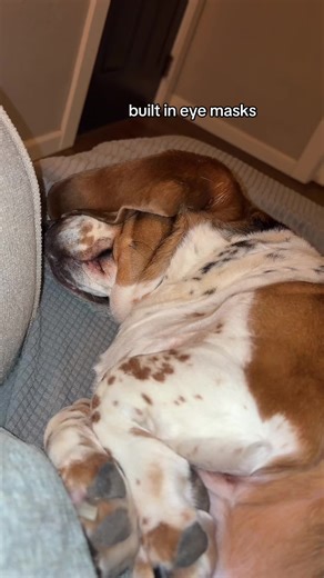 Basset Hound's Hilarious Sleep Routine