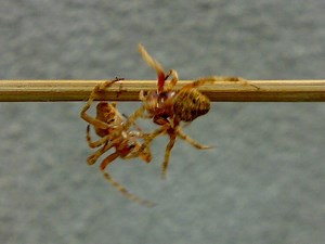 Spider fighting - Alchetron, The Free Social Encyclopedia